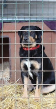 OSKAR, Hund, Mischlingshund in Slowakische Republik - Bild 2