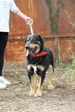 OSKAR, Hund, Mischlingshund in Slowakische Republik - Bild 3