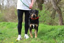 OSKAR, Hund, Mischlingshund in Slowakische Republik - Bild 4