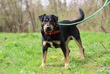 OSKAR, Hund, Mischlingshund in Slowakische Republik - Bild 5