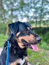 OSKAR, Hund, Mischlingshund in Slowakische Republik - Bild 6