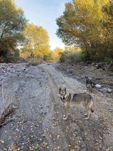 BRUCE, Hund, Tschechoslowakischer Wolfshund in Italien - Bild 3