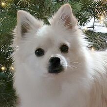 DONUT, Hund, Mittelspitz in Schmidmühlen - Bild 1