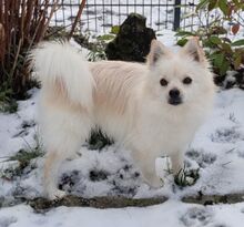 DONUT, Hund, Mittelspitz in Schmidmühlen - Bild 2