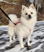 DONUT, Hund, Mittelspitz in Schmidmühlen - Bild 4