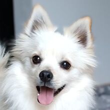 DONUT, Hund, Mittelspitz in Schmidmühlen - Bild 7