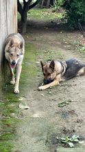 KIRA, Hund, Dt. Schäferhund-Tschechoslowakischer Wolfshund-Mix in Italien - Bild 4