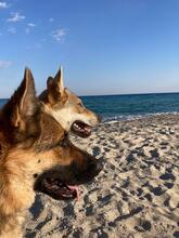 KIRA, Hund, Dt. Schäferhund-Tschechoslowakischer Wolfshund-Mix in Italien - Bild 6