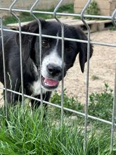 COSMIA, Hund, Mischlingshund in Kipfenberg - Bild 1