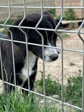 COSMIA, Hund, Mischlingshund in Kipfenberg - Bild 3