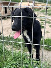 COSMIA, Hund, Mischlingshund in Kipfenberg - Bild 4