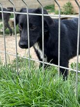 COSMIA, Hund, Mischlingshund in Kipfenberg - Bild 5