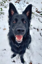 BODHI, Hund, Mischlingshund in Essen