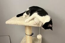 PANADA, Katze, Europäisch Kurzhaar in München - Bild 10