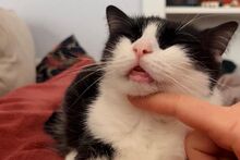 PANADA, Katze, Europäisch Kurzhaar in München - Bild 11