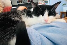 PANADA, Katze, Europäisch Kurzhaar in München - Bild 13