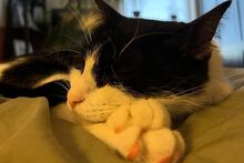 PANADA, Katze, Europäisch Kurzhaar in München - Bild 14