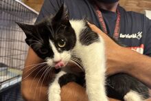 PANADA, Katze, Europäisch Kurzhaar in München - Bild 15