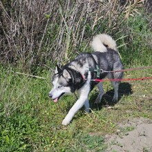 LOLO, Hund, Siberian Husky in Spanien - Bild 1