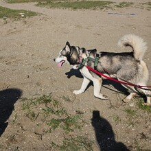 LOLO, Hund, Siberian Husky in Spanien - Bild 2