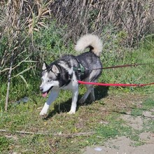 LOLO, Hund, Siberian Husky in Spanien - Bild 3