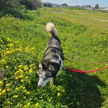 LOLO, Hund, Siberian Husky in Spanien - Bild 4