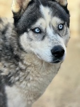 LOLO, Hund, Siberian Husky in Spanien - Bild 5