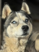 LOLO, Hund, Siberian Husky in Spanien - Bild 9