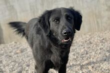 BLACKY, Hund, Mischlingshund in Drahnsdorf