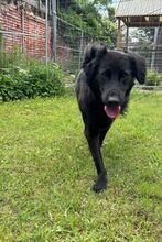 BLACKY, Hund, Mischlingshund in Drahnsdorf - Bild 2