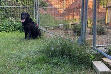 BLACKY, Hund, Mischlingshund in Drahnsdorf - Bild 3