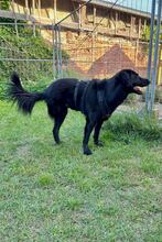 BLACKY, Hund, Mischlingshund in Drahnsdorf - Bild 4