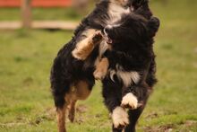 RAFI, Hund, Mischlingshund in Kroatien - Bild 3