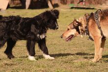 RAFI, Hund, Mischlingshund in Kroatien - Bild 4