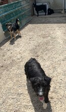 RAFI, Hund, Mischlingshund in Kroatien - Bild 9