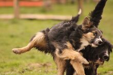 LUCY, Hund, Mischlingshund in Kroatien - Bild 4