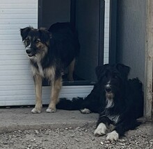 LUCY, Hund, Mischlingshund in Kroatien - Bild 5