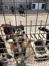 LUCY, Hund, Mischlingshund in Kroatien - Bild 8