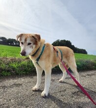 GERONIMO, Hund, Mischlingshund in Spanien - Bild 3