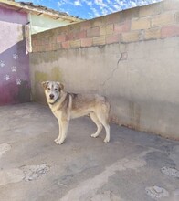 GERONIMO, Hund, Mischlingshund in Spanien - Bild 4