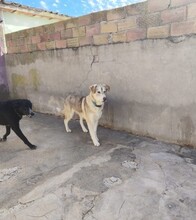 GERONIMO, Hund, Mischlingshund in Spanien - Bild 6