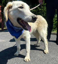 MARKO, Hund, Golden Retriever-Mix in Kroatien - Bild 10