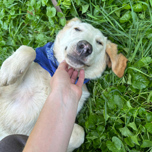 MARKO, Hund, Golden Retriever-Mix in Kroatien - Bild 2