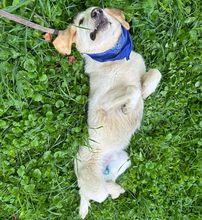 MARKO, Hund, Golden Retriever-Mix in Kroatien - Bild 3