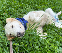 MARKO, Hund, Golden Retriever-Mix in Kroatien - Bild 4