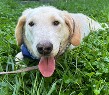 MARKO, Hund, Golden Retriever-Mix in Kroatien - Bild 5