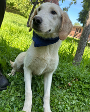 MARKO, Hund, Golden Retriever-Mix in Kroatien - Bild 6