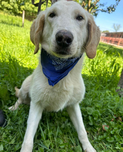 MARKO, Hund, Golden Retriever-Mix in Kroatien - Bild 7