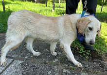 MARKO, Hund, Golden Retriever-Mix in Kroatien - Bild 8