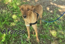 AFONSO, Hund, Mischlingshund in Portugal - Bild 1